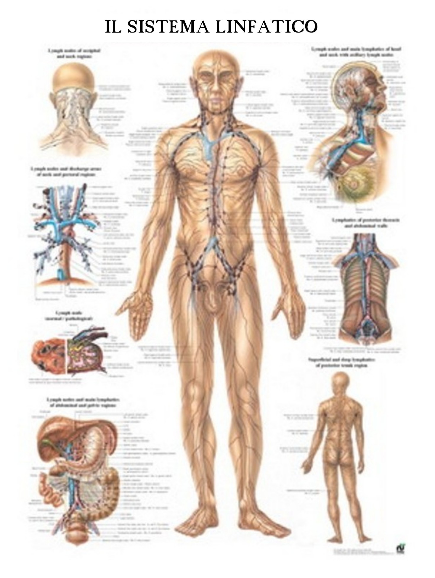 Poster Sistema linfatico 70x100