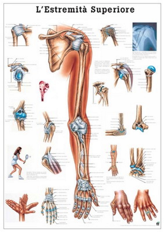 Poster Sistema muscolare 70x100