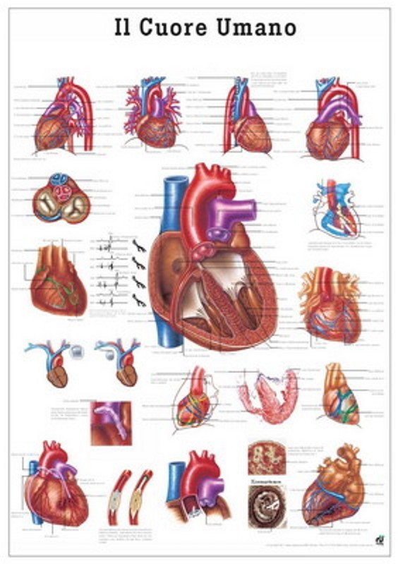 Poster Sistema vascolare 70x100