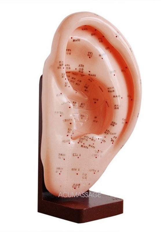 Modello orecchio 22 cm