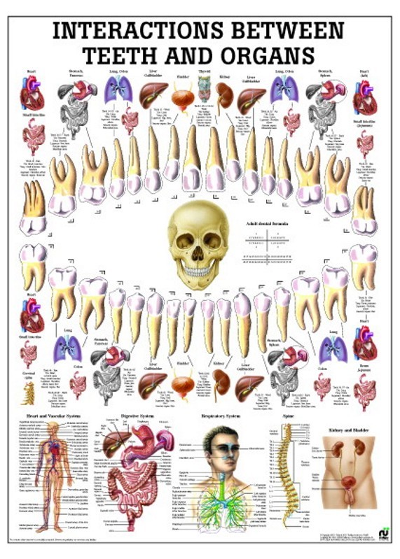 Poster Osteopatia Craniosacrale 70x100