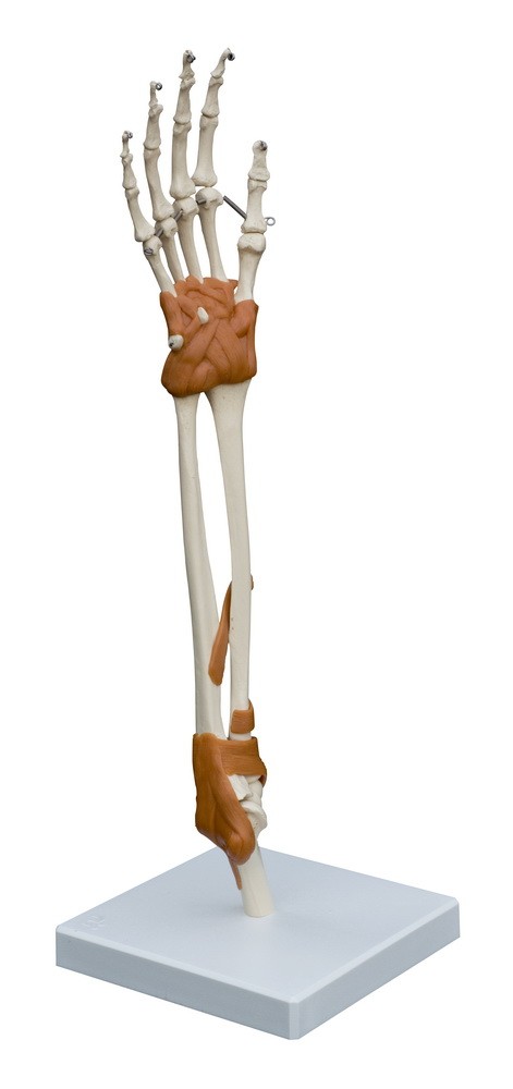 Articolazione del polso