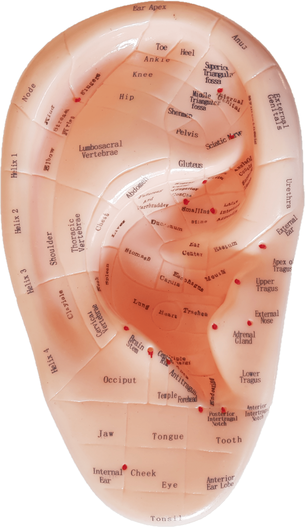 Modello orecchio 17 cm