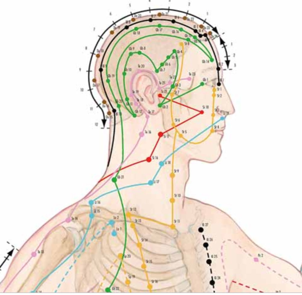 Mappa degli agopunti 70x100