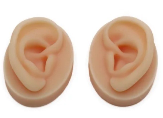 Modello di orecchio realistico